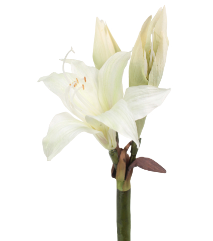 Amaryllis belladonna artificielle