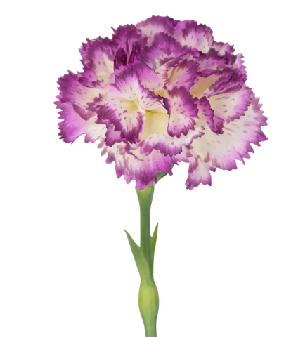 Tige d'œillet artificiel violet