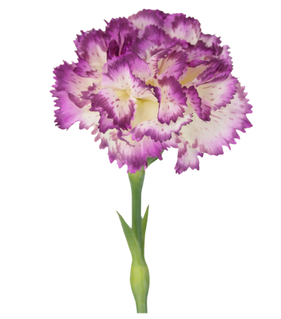 Tige d'œillet artificiel violet