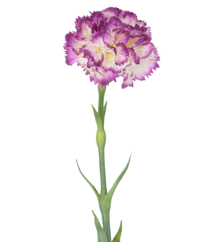 Tige d'œillet artificiel violet