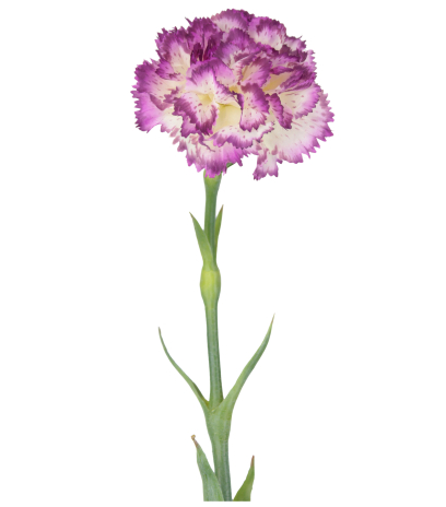 Tige d'œillet artificiel violet
