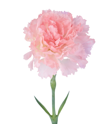 Tige d'œillet artificiel rose