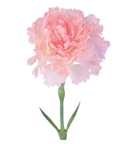 Tige d'œillet artificiel rose