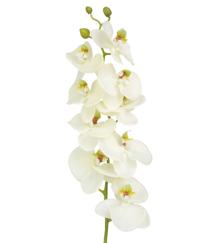 Phalaenopsis artificiel blanc