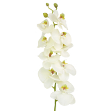 Phalaenopsis artificiel blanc