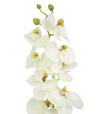 Phalaenopsis artificiel blanc