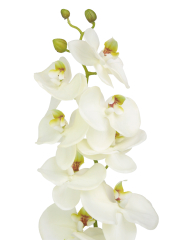 Phalaenopsis artificiel blanc