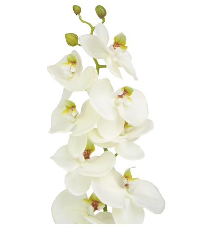 Phalaenopsis artificiel blanc