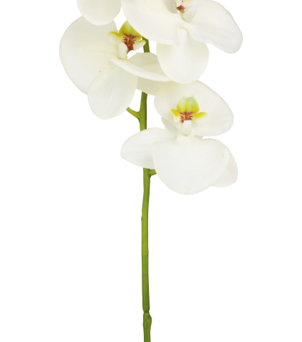 Phalaenopsis artificiel blanc