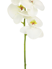 Phalaenopsis artificiel blanc