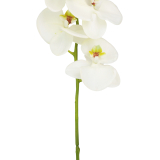 Phalaenopsis artificiel blanc