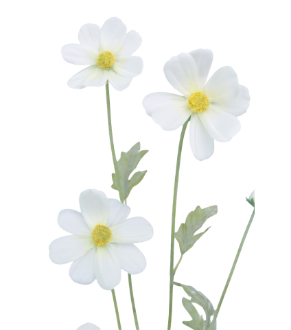 Cosmos blanc artificiel