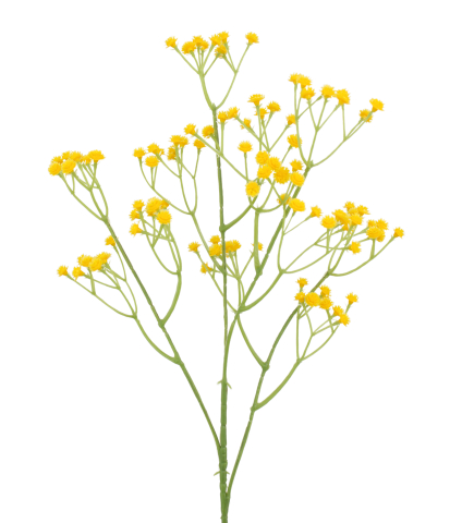 Gypsophile artificiel jaune