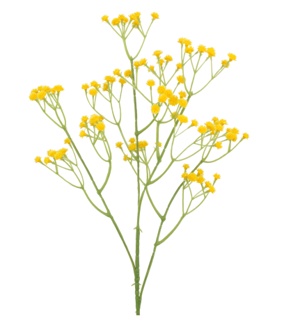 Gypsophile artificiel jaune