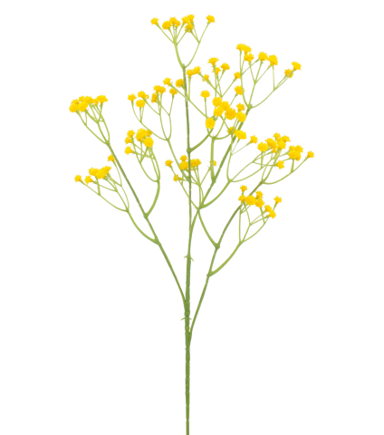 Gypsophile artificiel jaune
