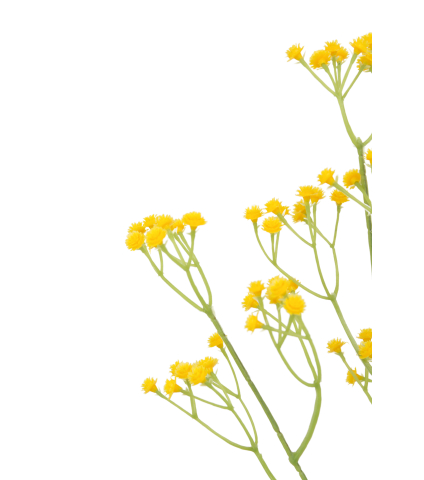 Gypsophile artificiel jaune