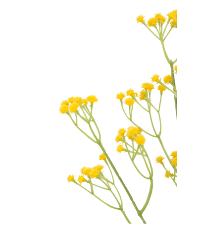 Gypsophile artificiel jaune