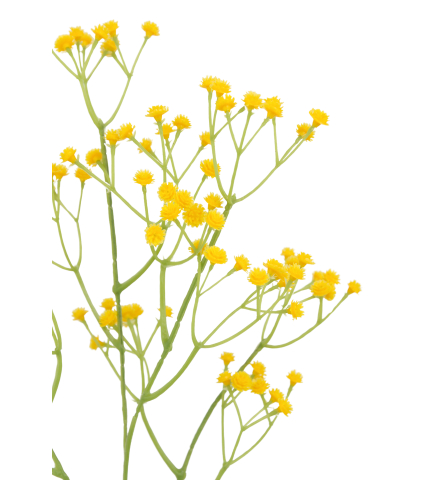 Gypsophile artificiel jaune