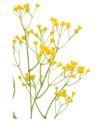 Gypsophile artificiel jaune