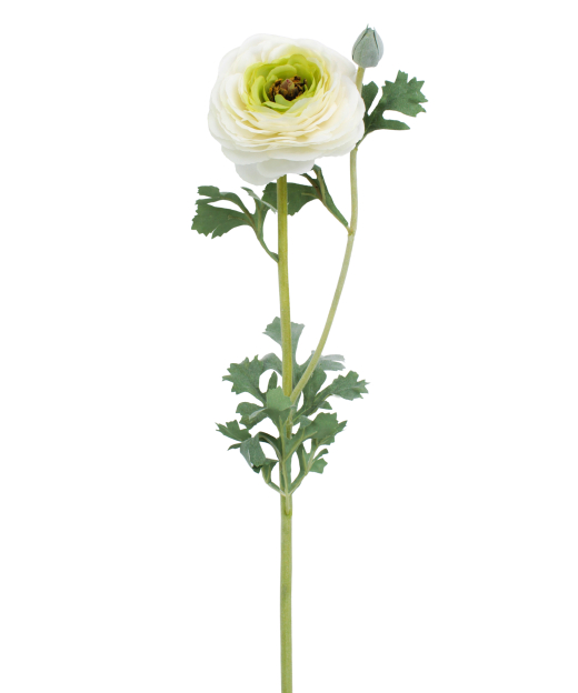 Renoncule artificielle blanche bouton