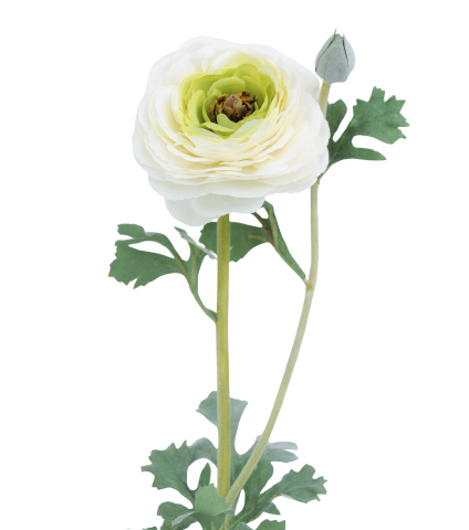 Renoncule artificielle blanche bouton