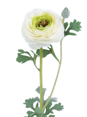 Renoncule artificielle blanche bouton