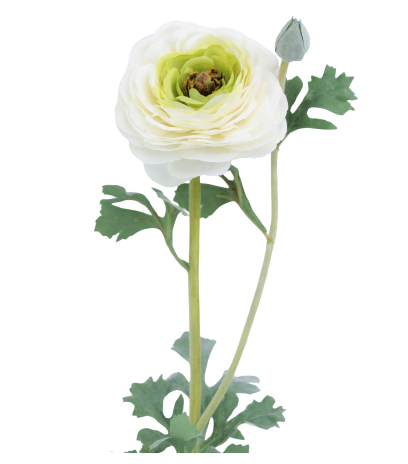 Renoncule artificielle blanche bouton