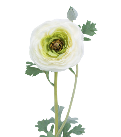 Renoncule artificielle blanche bouton