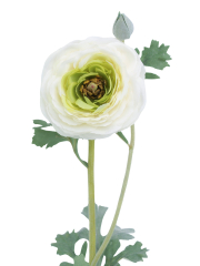 Renoncule artificielle blanche bouton