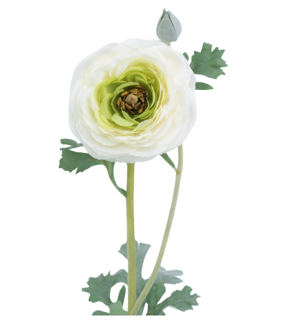 Renoncule artificielle blanche bouton