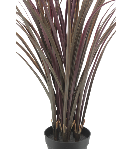 Citronnelle artificielle violette