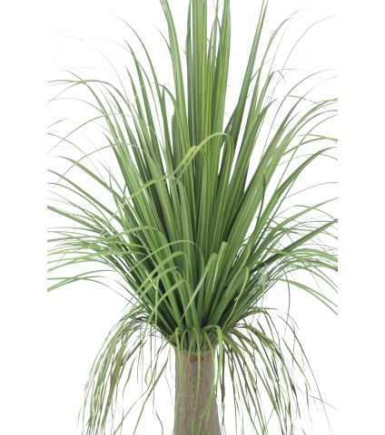 Beaucarnea nolina artificiel