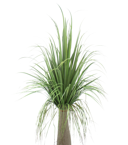 Beaucarnea nolina artificiel