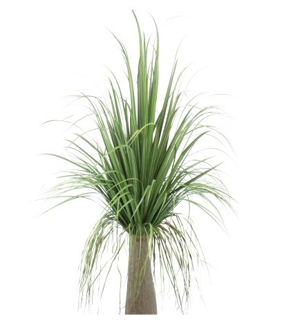 Beaucarnea nolina artificiel