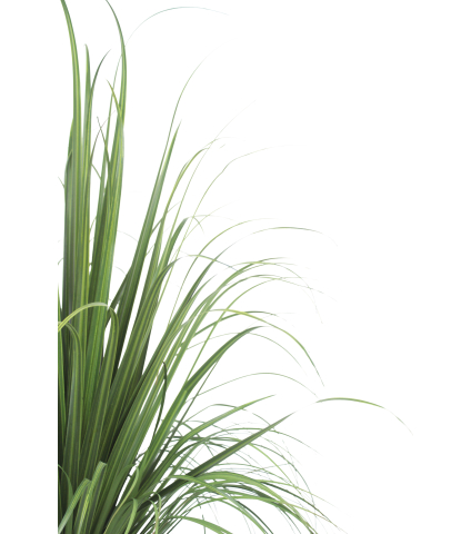 Beaucarnea nolina artificiel