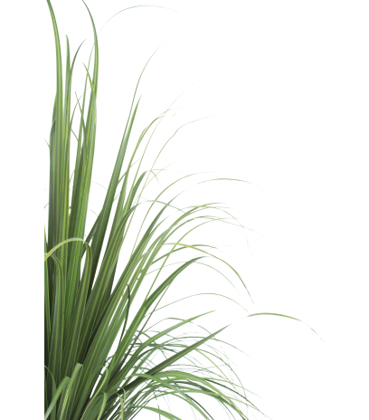 Beaucarnea nolina artificiel
