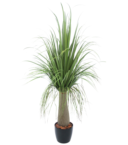 Beaucarnea nolina artificiel