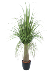 Beaucarnea nolina artificiel