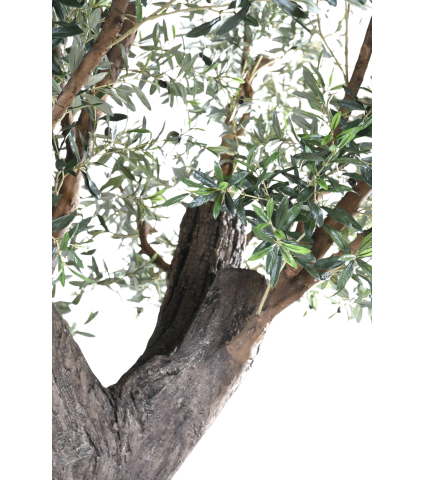 Olivier centenaire artificiel