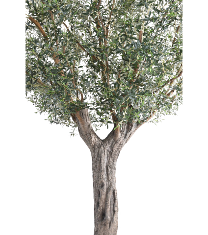 Olivier centenaire artificiel