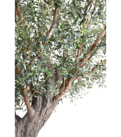 Olivier centenaire artificiel