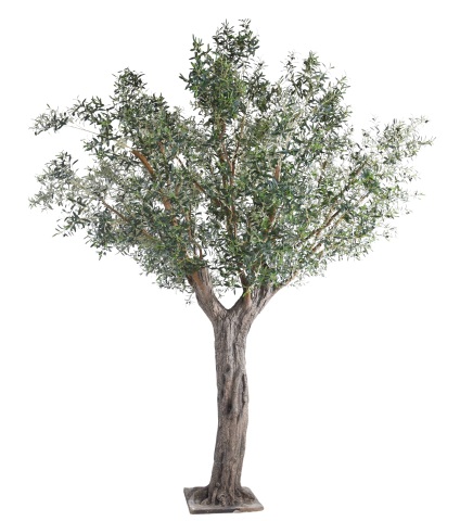 Olivier centenaire artificiel