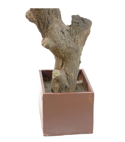 Pot
