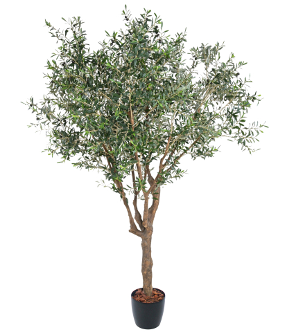 Olivier du Sud artificiel