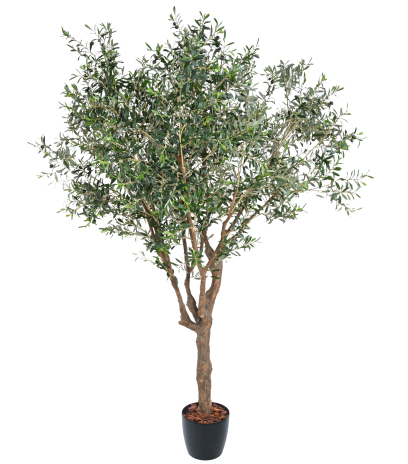 Olivier du Sud artificiel