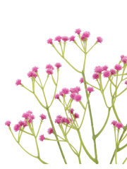 Gypsophile rose artificiel