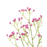 Gypsophile rose artificiel