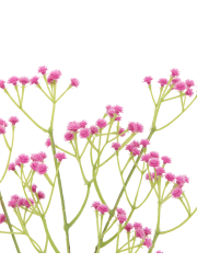 Gypsophile rose artificiel