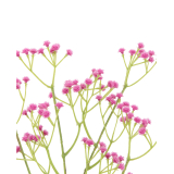 Gypsophile rose artificiel
