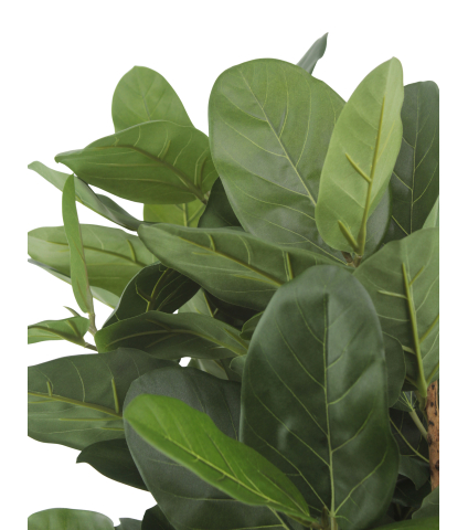 Petit ficus caoutchouc artificiel